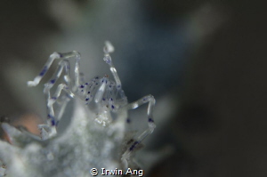 K N O C K - Y O U 
Sea spider (Pantopoda)
Anilao, Phili... by Irwin Ang 